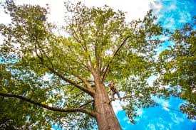 Best Root Management and Removal  in Hazel Dell, WA