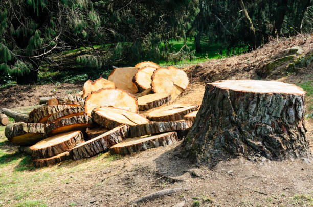 How Our Tree Care Process Works  in  Hazel Dell, WA